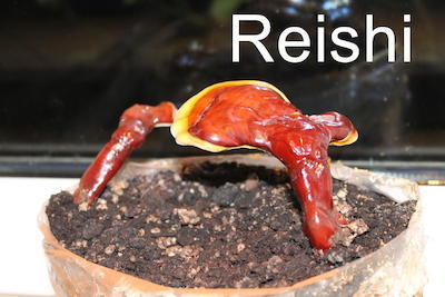 Reishi